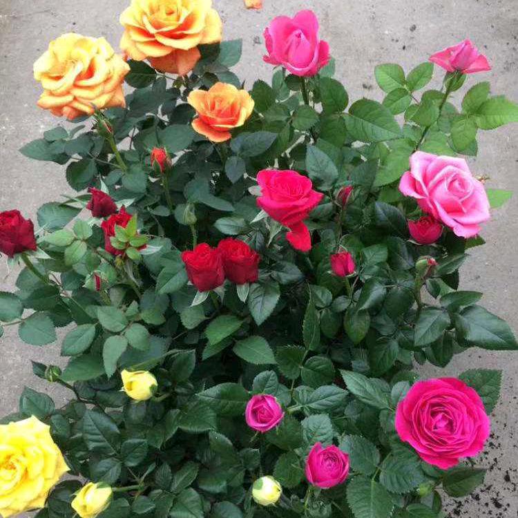 凌家私房菜（流动餐馆)