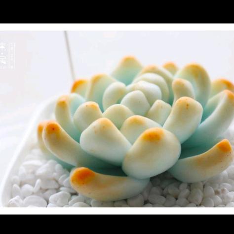 shawanqingni