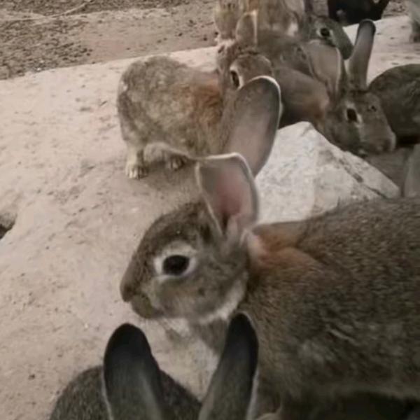 安徽阜阳草原散养兔