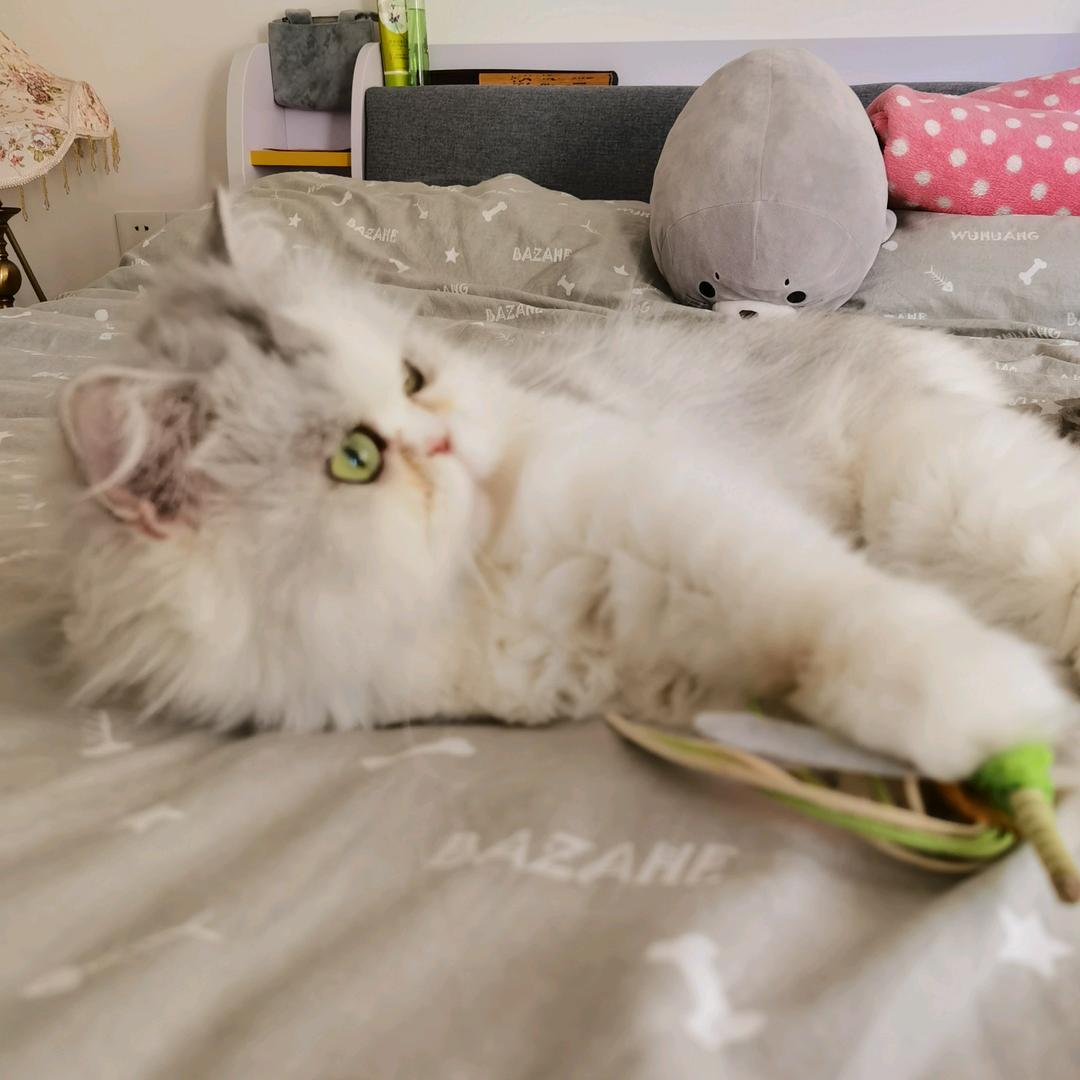 鵺鵺在练了！！