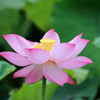 花蕊