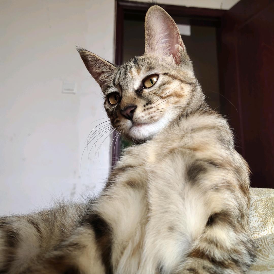 小猫小猫跳跳跳