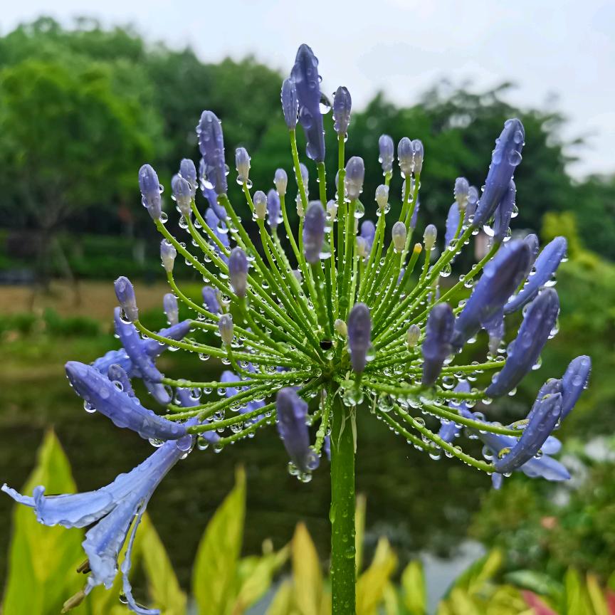 青荷