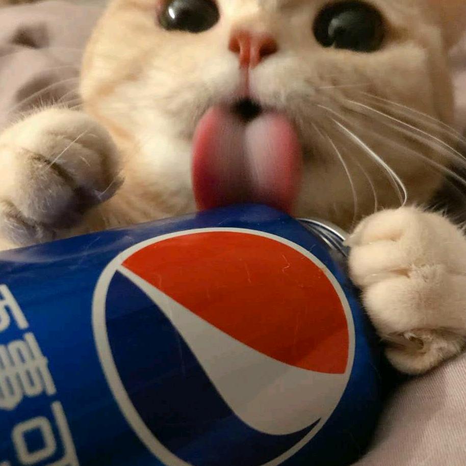 大豪猫
