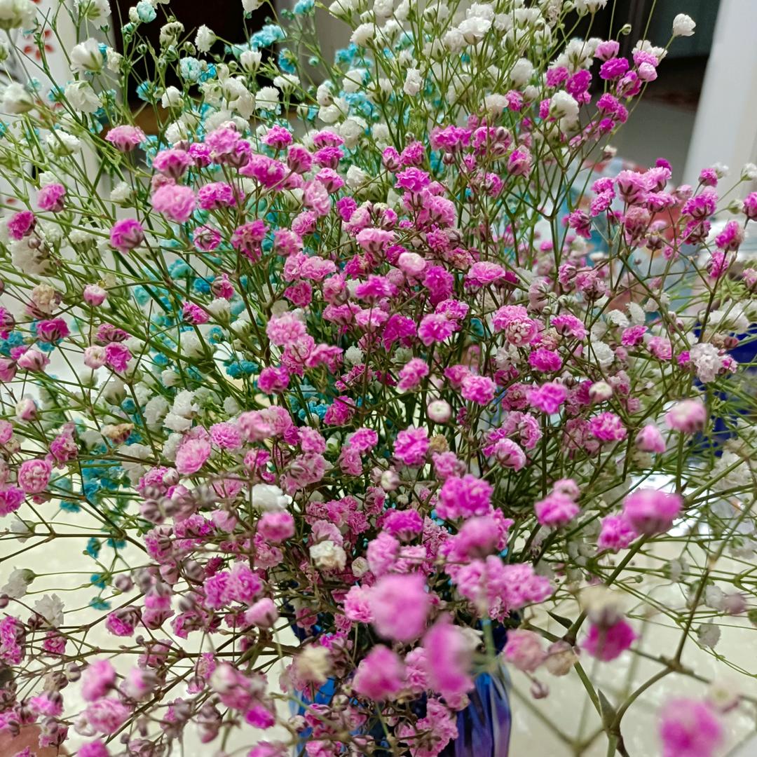 清水出芙蓉