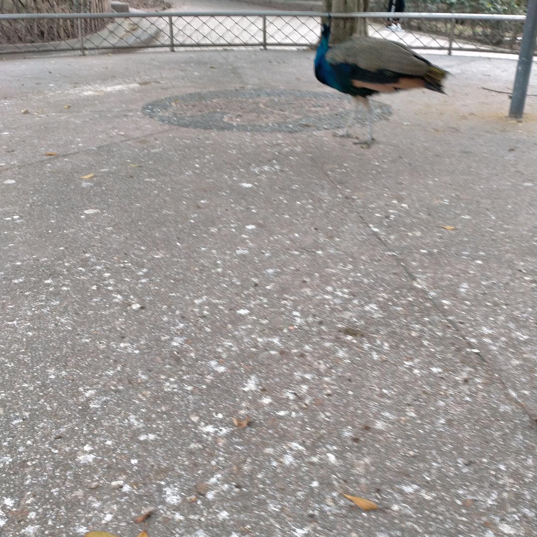 廖平抬二队
