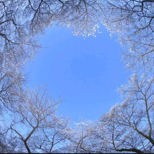 空心