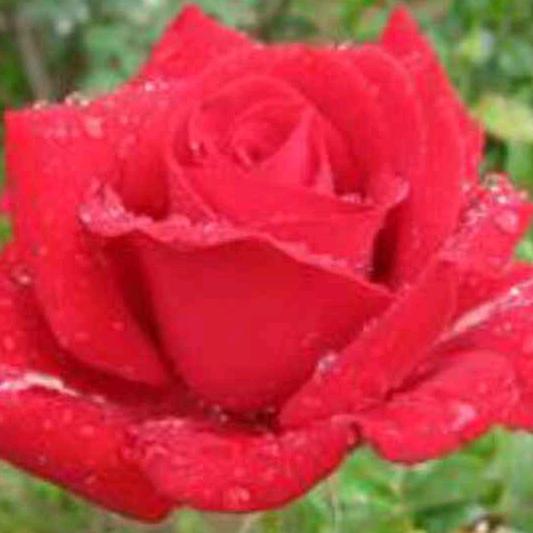 一抹红尘《诚信互动》