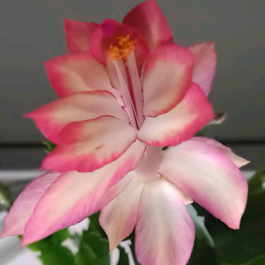 随意随心