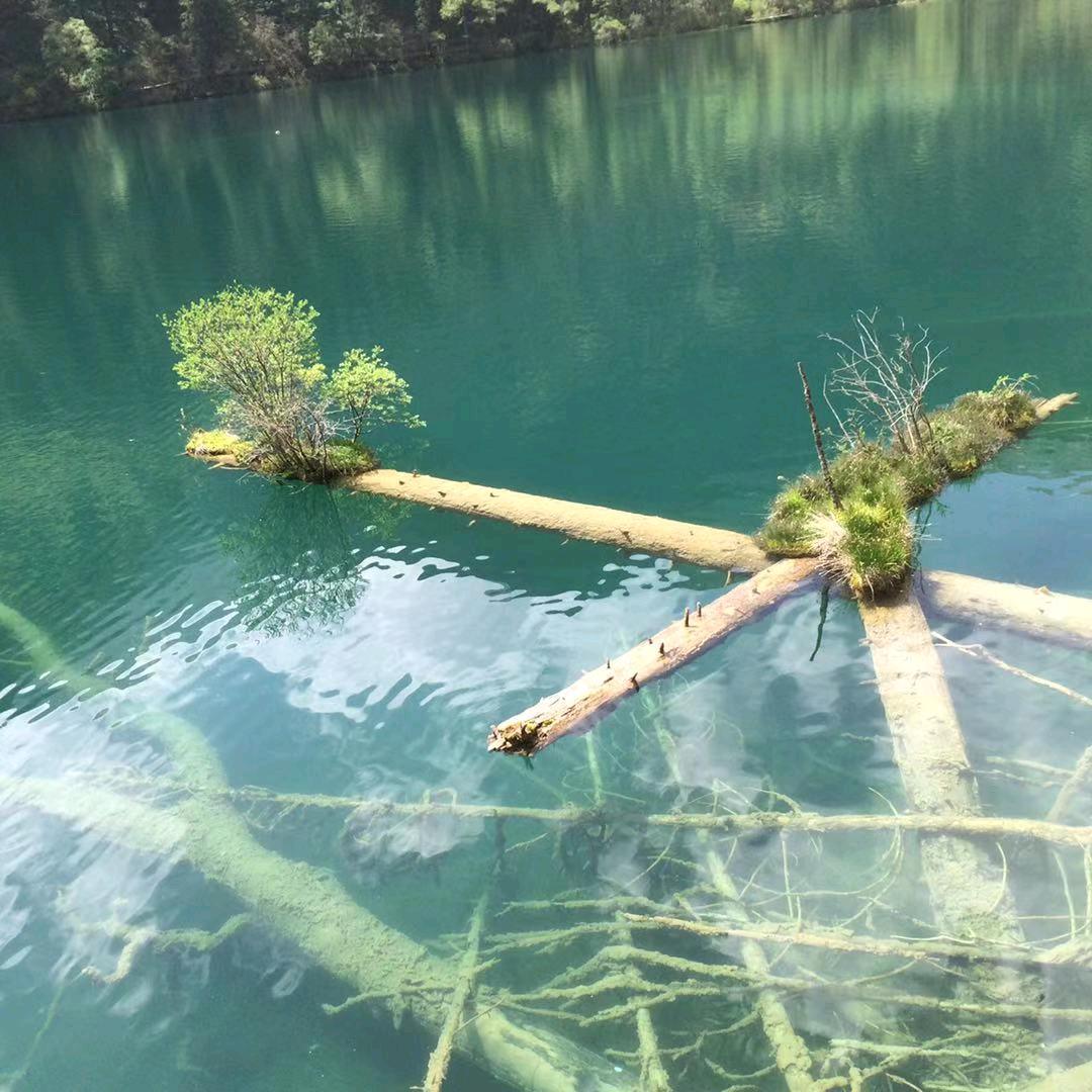 小草