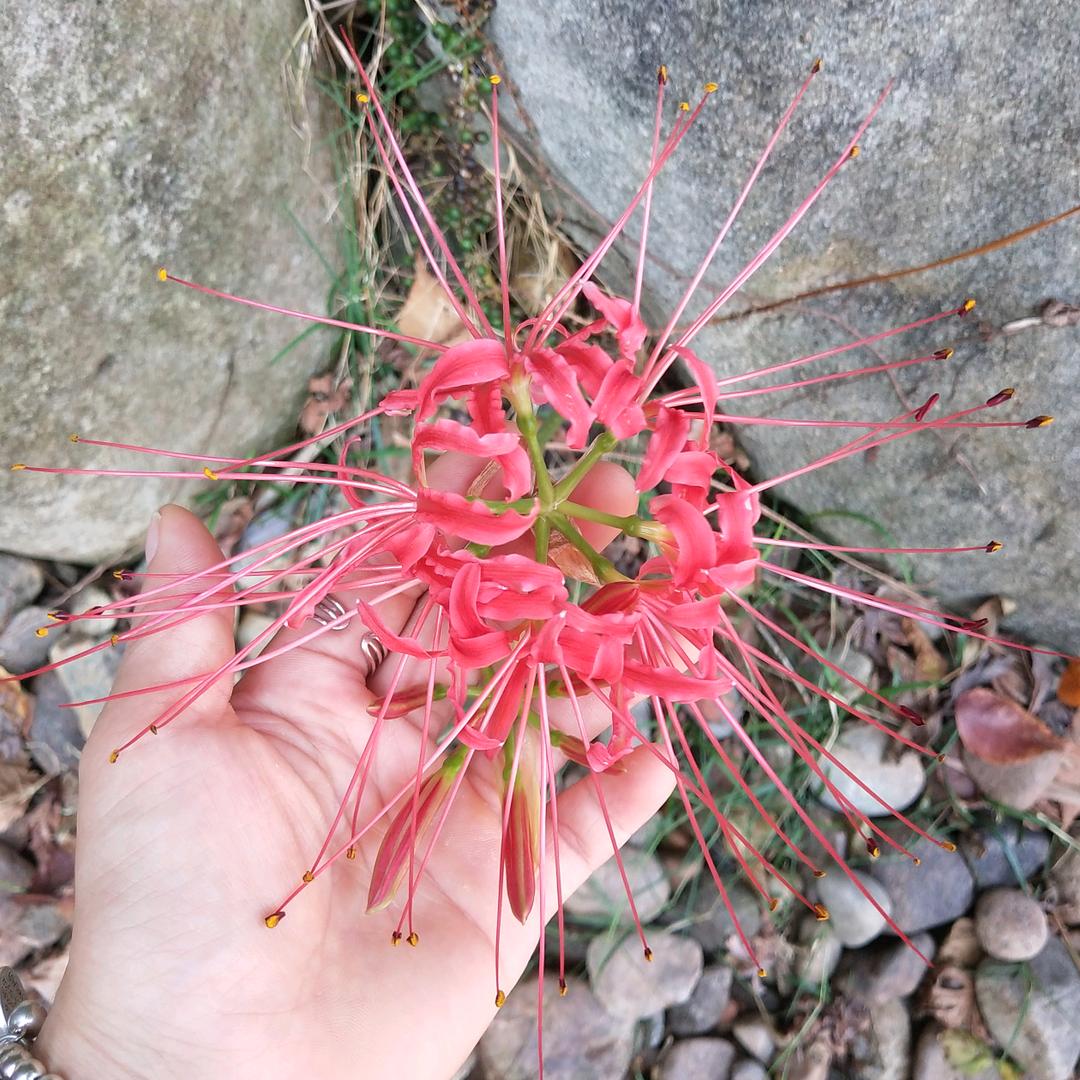 喂.罗yin