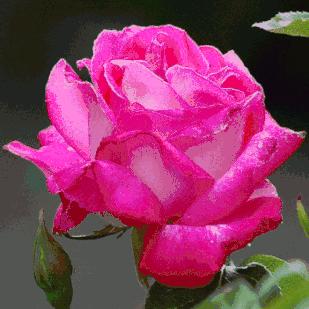 一心一意