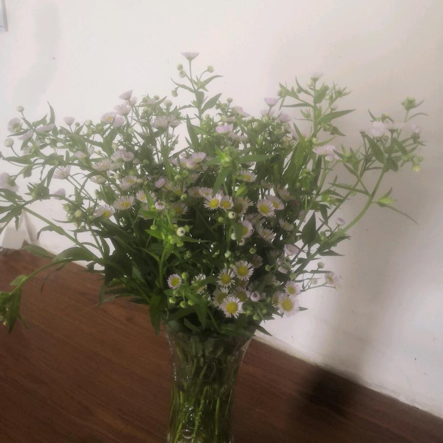 棉花糖🌸