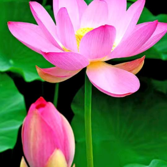 🌴阿娟姨🌴🌾