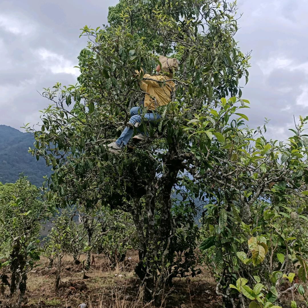 制茶姐儿的茶叶～