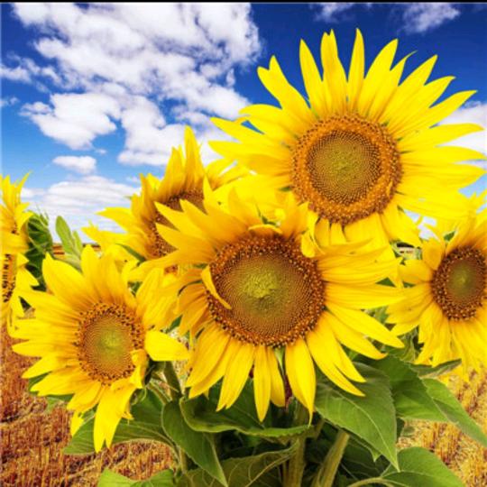 飘香十里顺风顺水