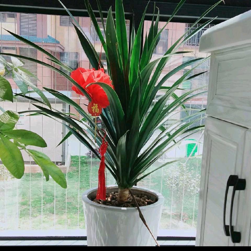 微微一笑很倾城