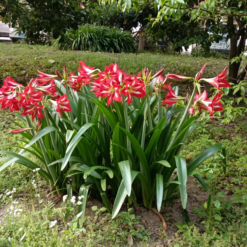 子艳