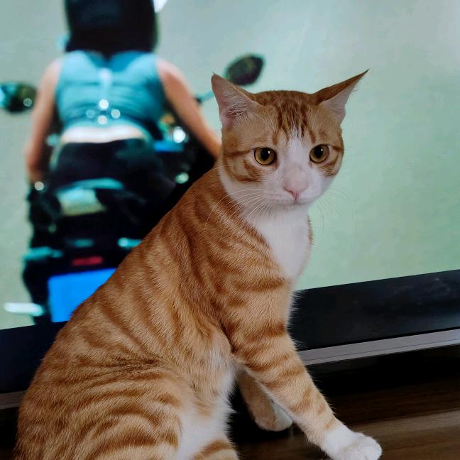 王子橘🐱