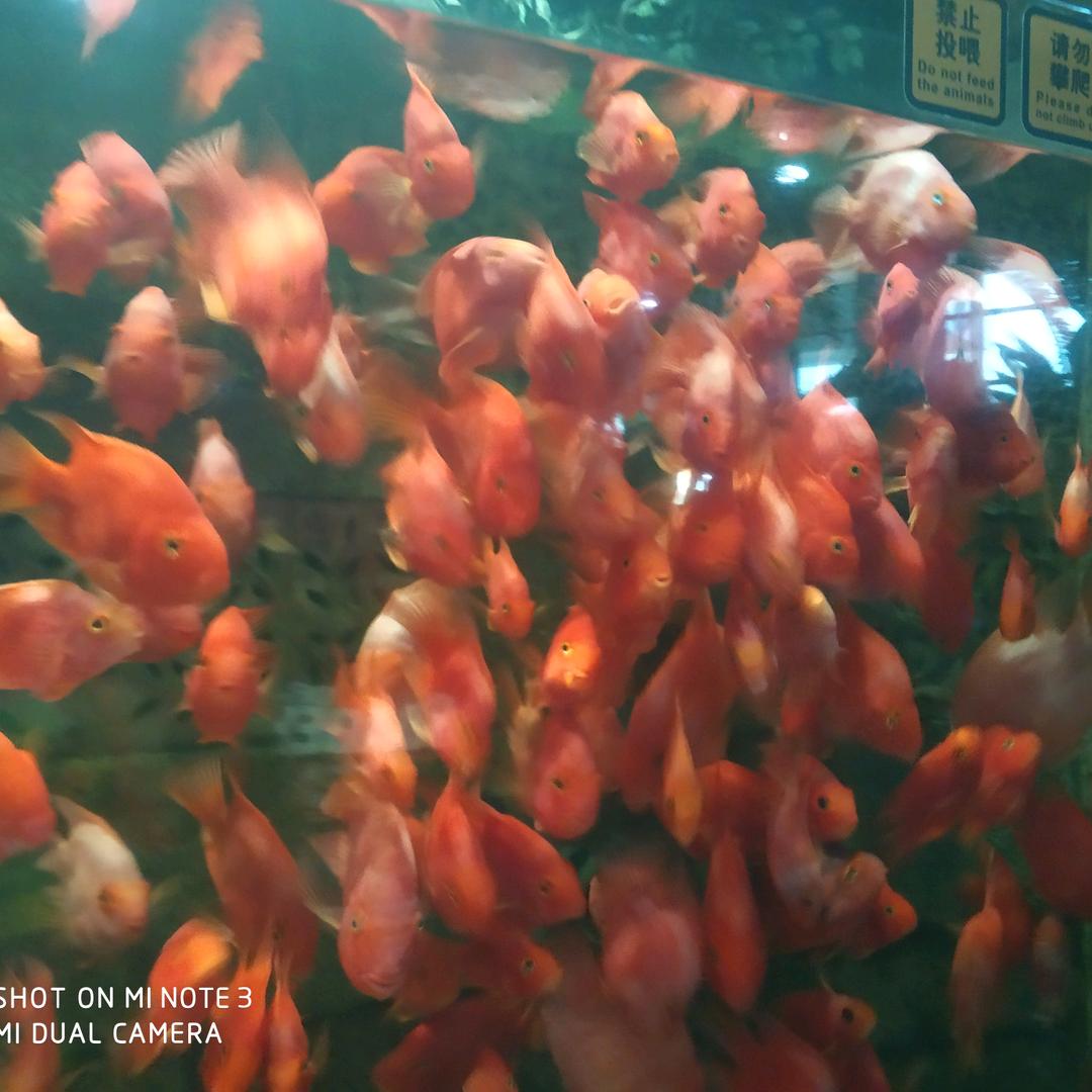 开心豆