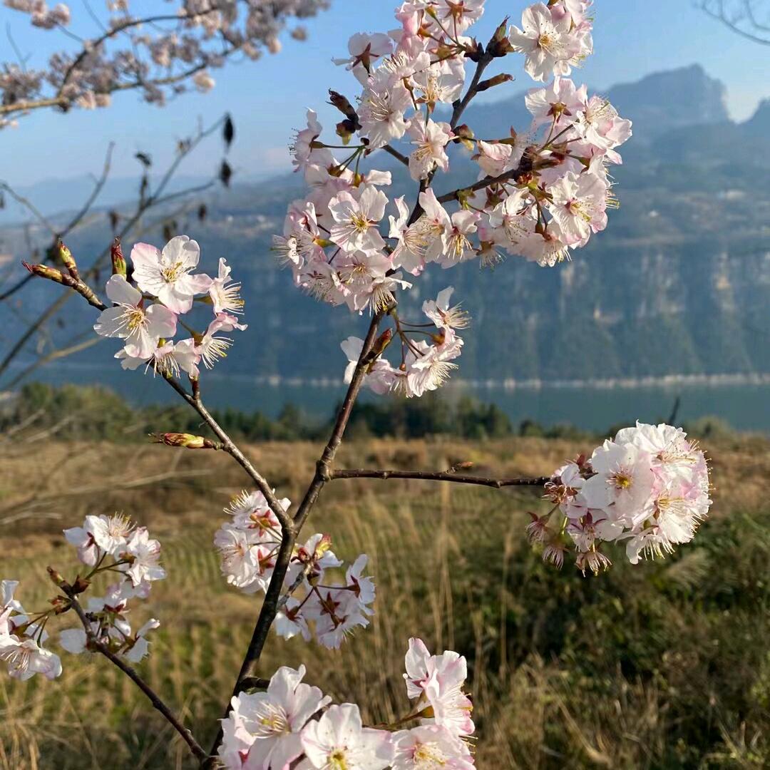 和平世界