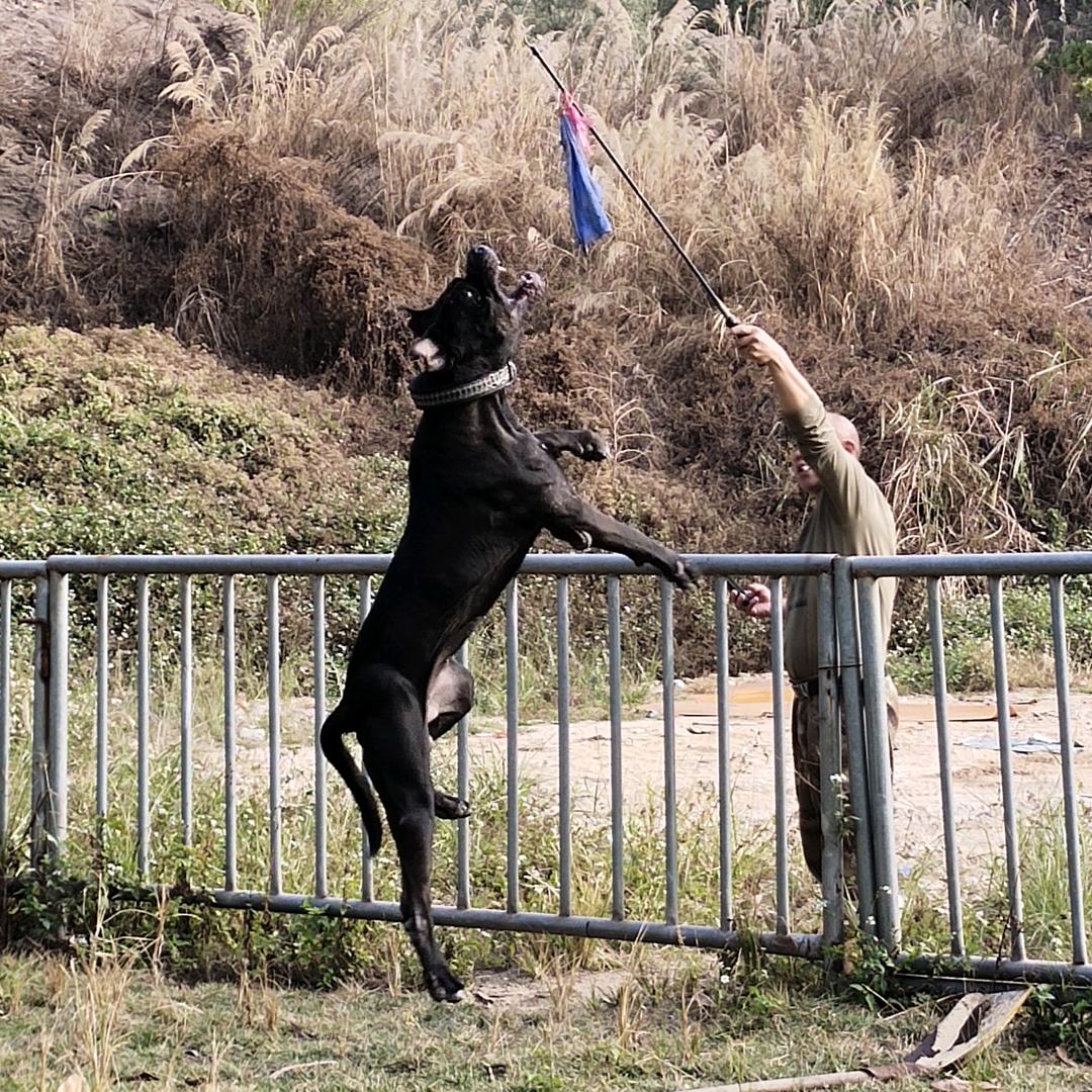 广州蓝国猛犬