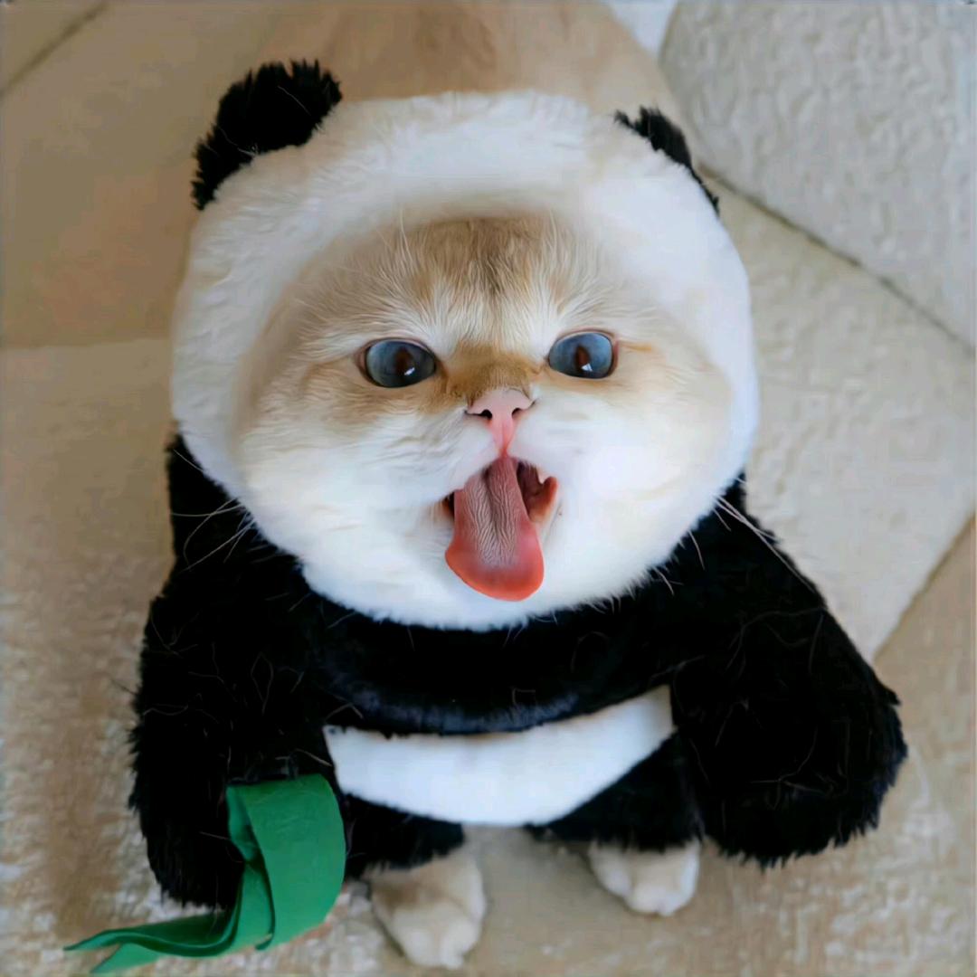 小糊涂仙