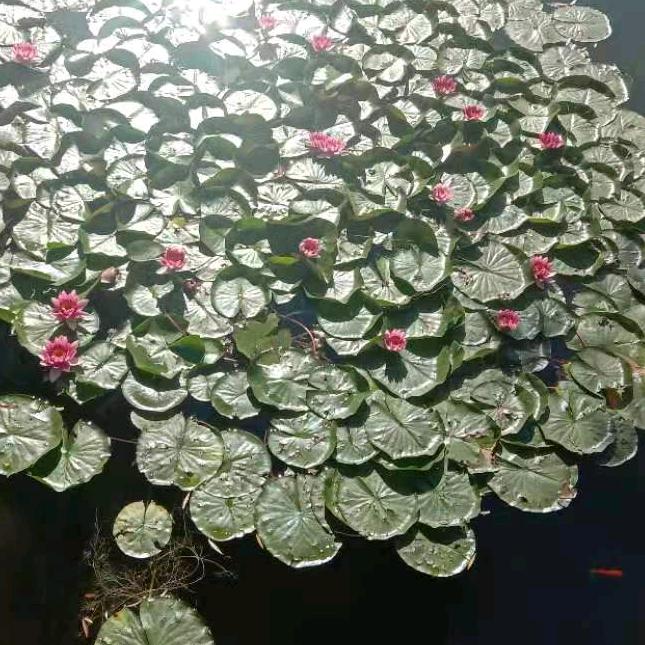 幸福的花朵