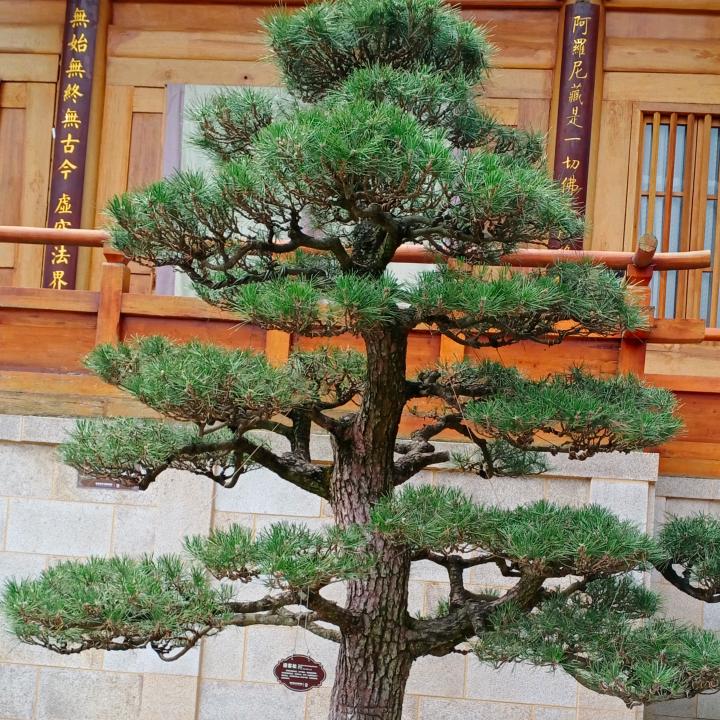 兵哥（盆景，园艺）