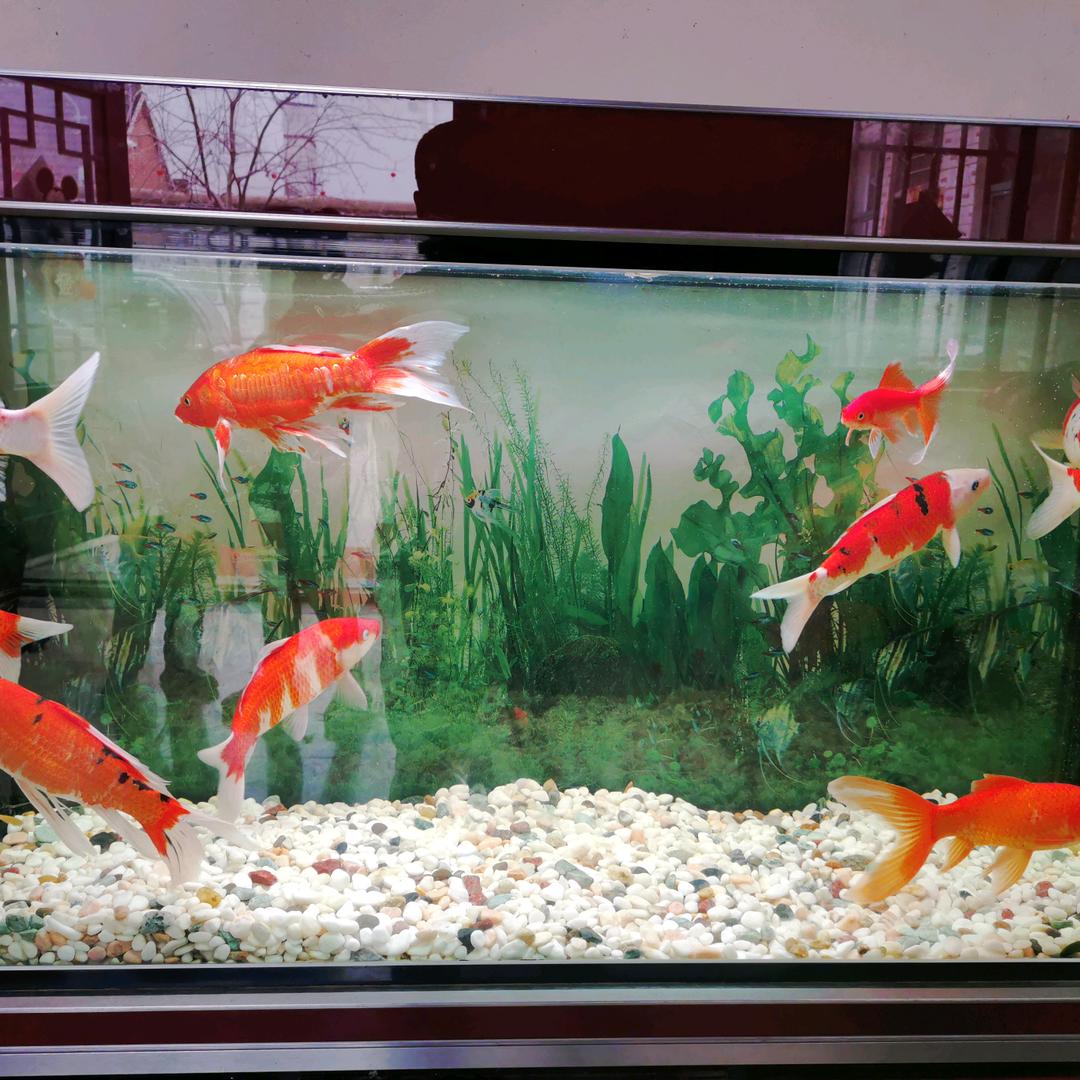 ～胖胖家族的日常