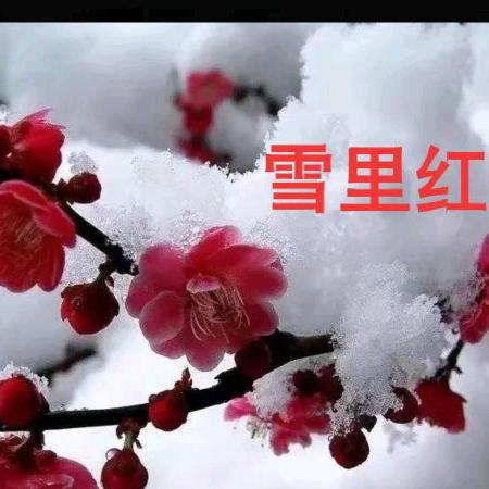 东方雪里红