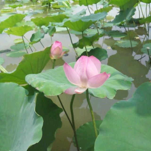 笑囗常开