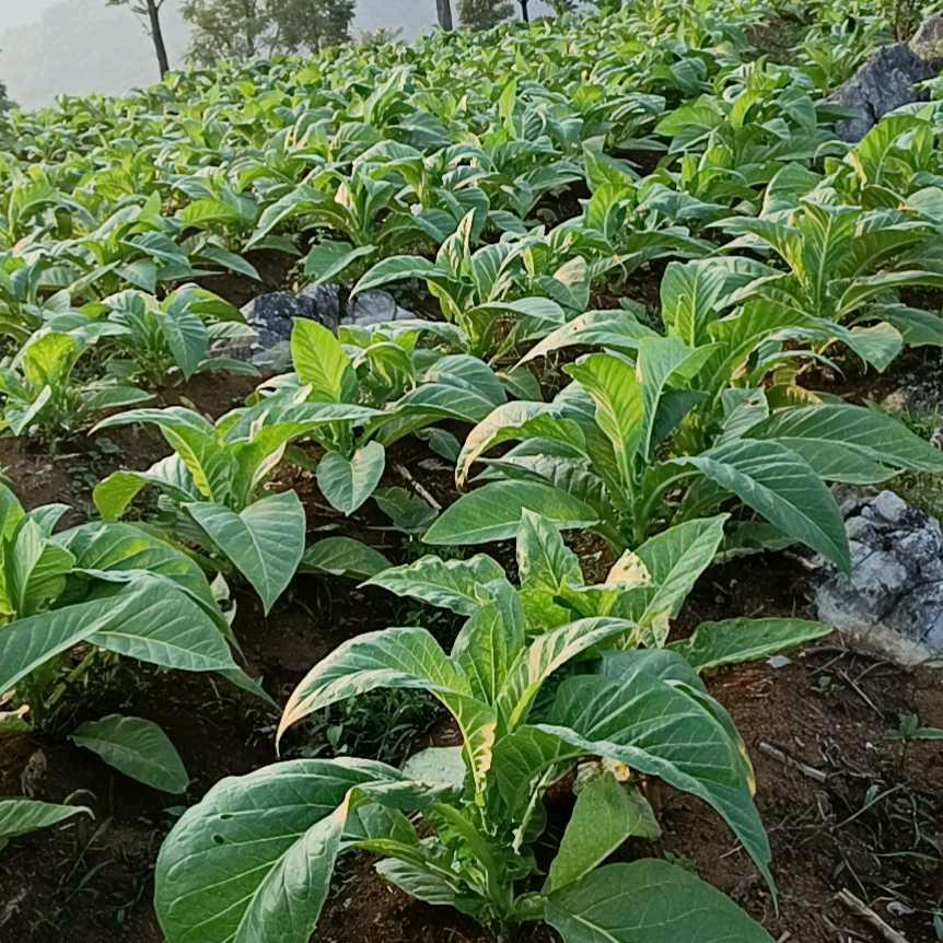 孤单一个人过生活