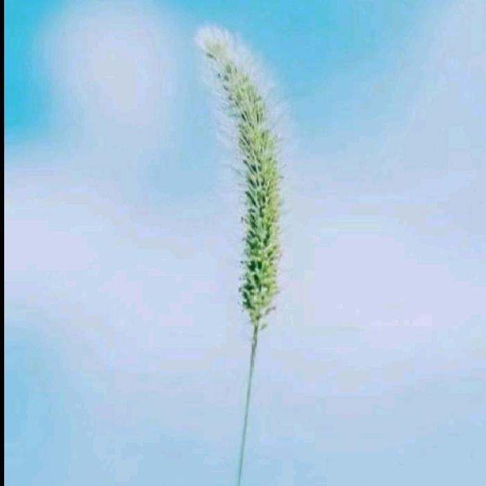 四爷