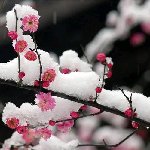 梅