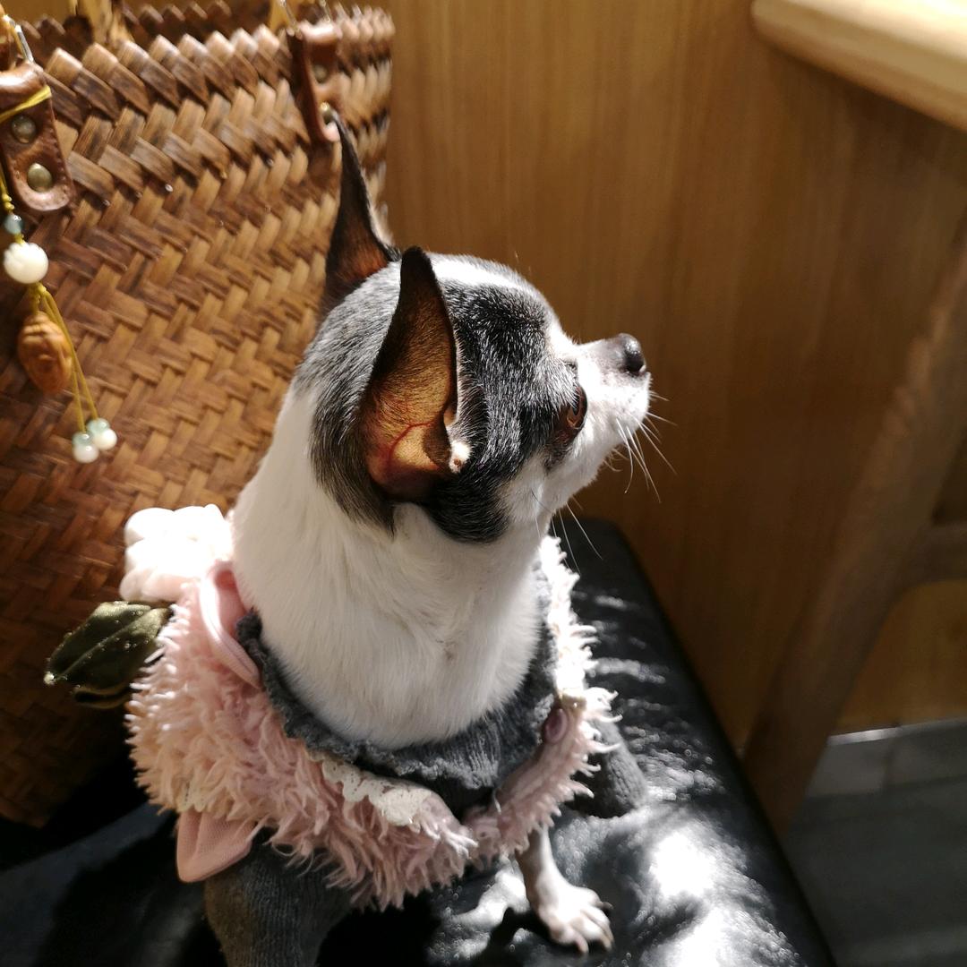 澄雅玉儿