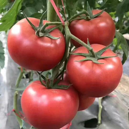 批发西红柿姜哥