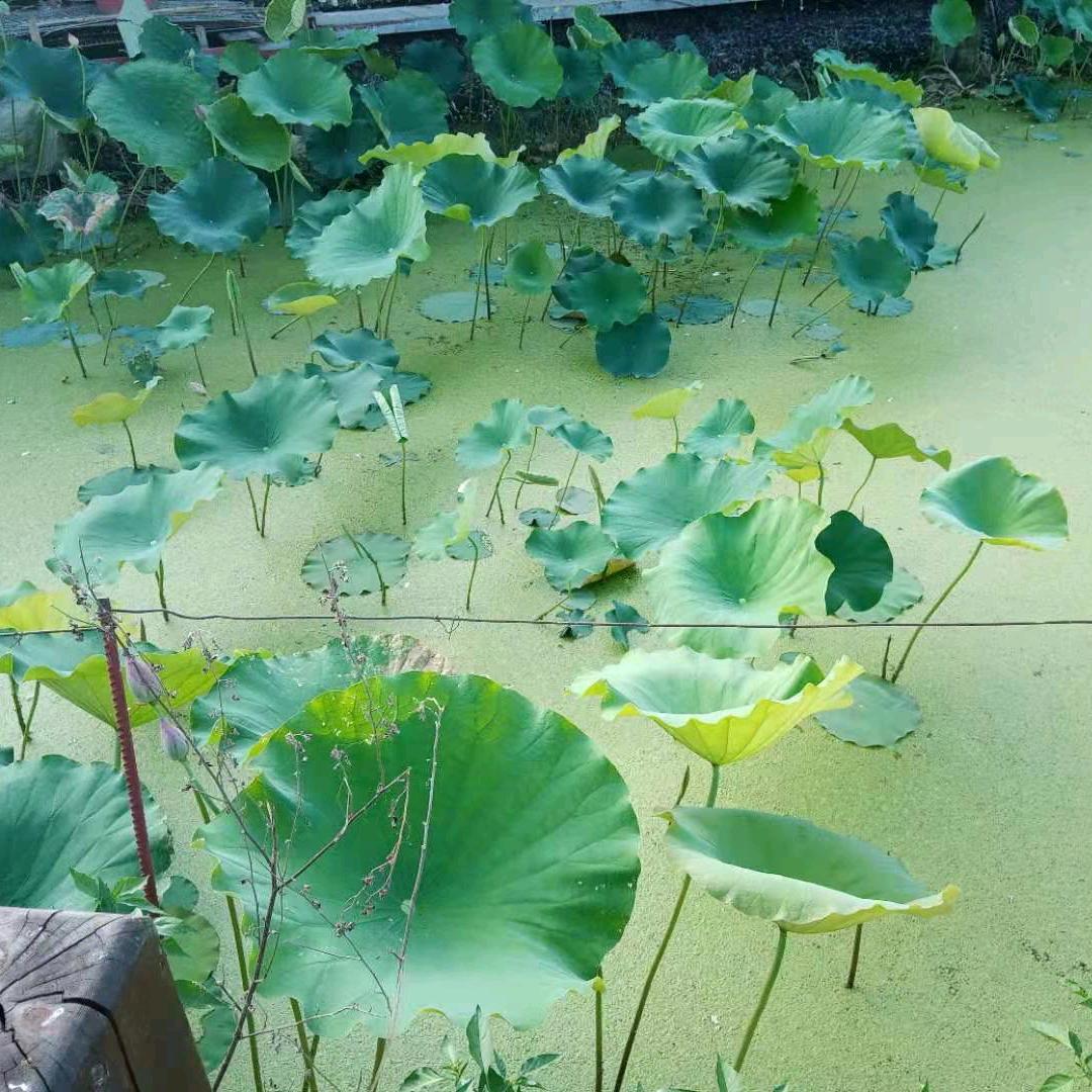 《花非花雾非雾》