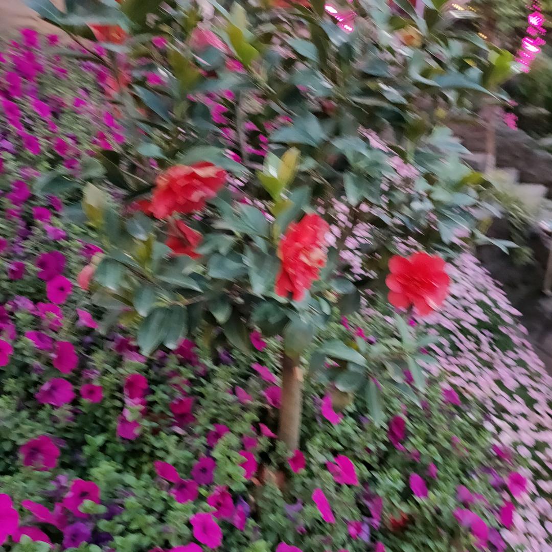 纯真
