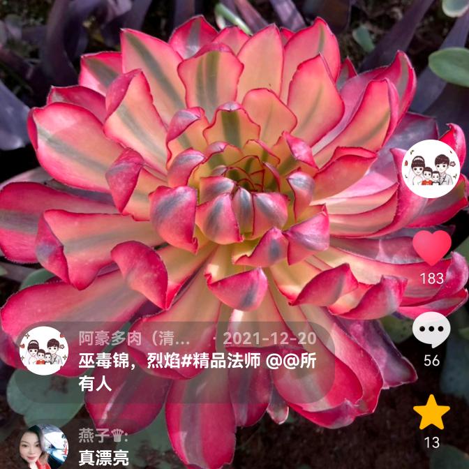 阿豪多肉（法师）
