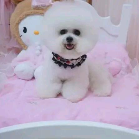春天的燕子1209