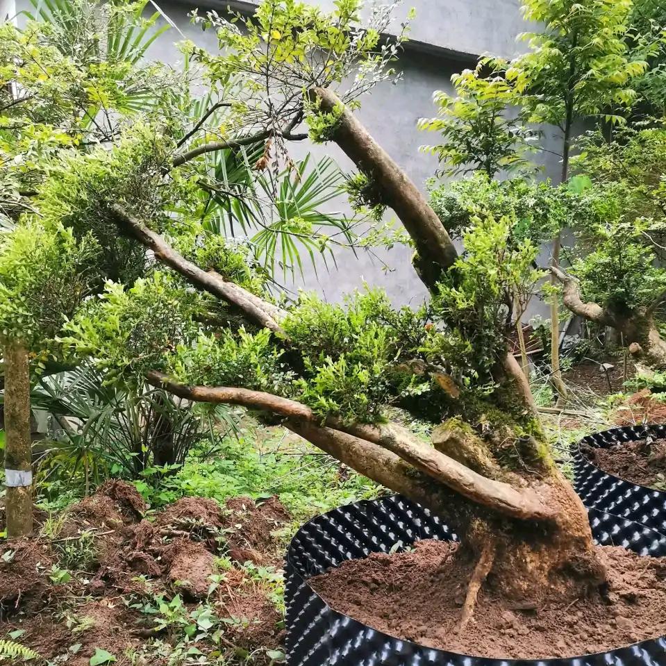 清江两岸绿悠悠