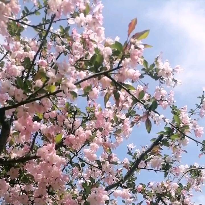 美好的春天
