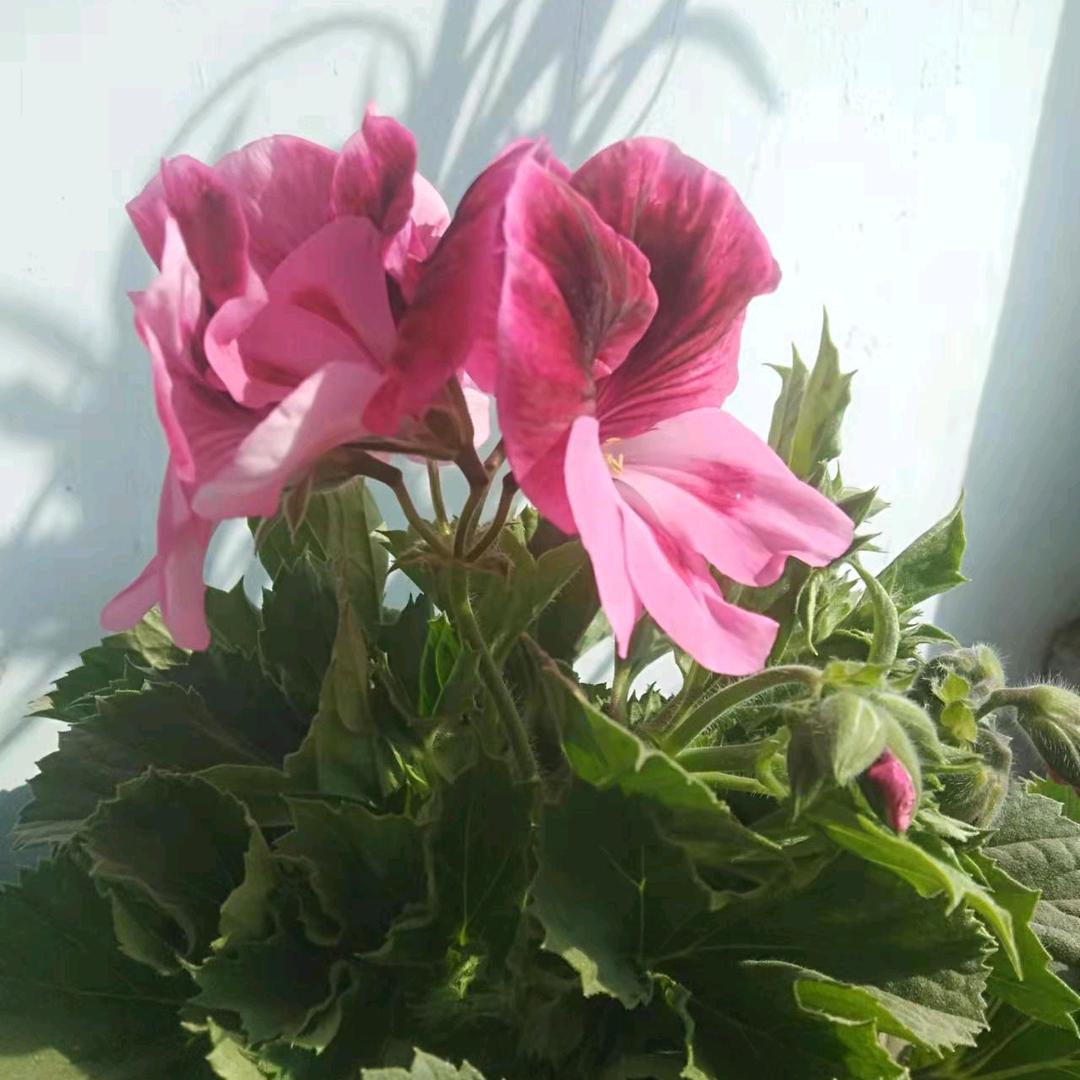 @北默默💎相守517