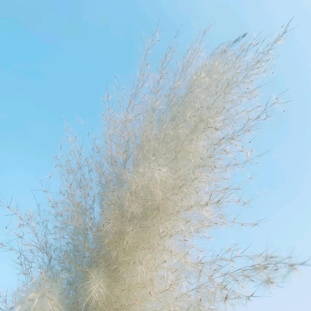 默愚