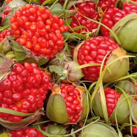 云南滇重楼大王合作社