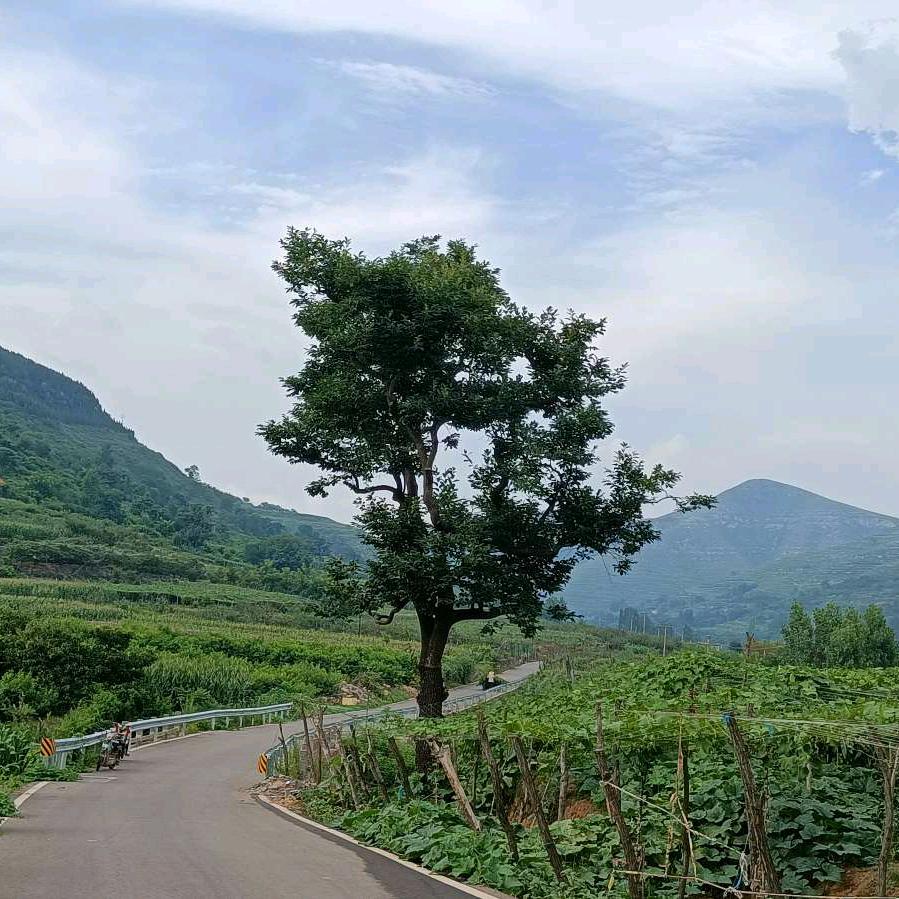 明天会更好