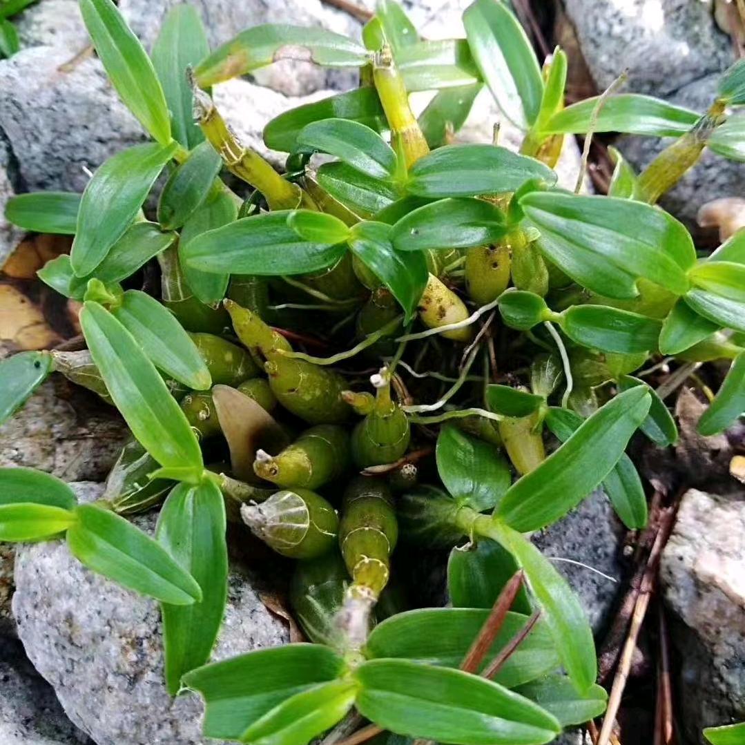 霍山斛茗轩中药材