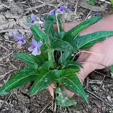 百草中药