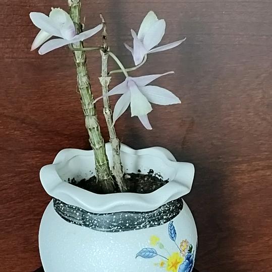 梅🌸